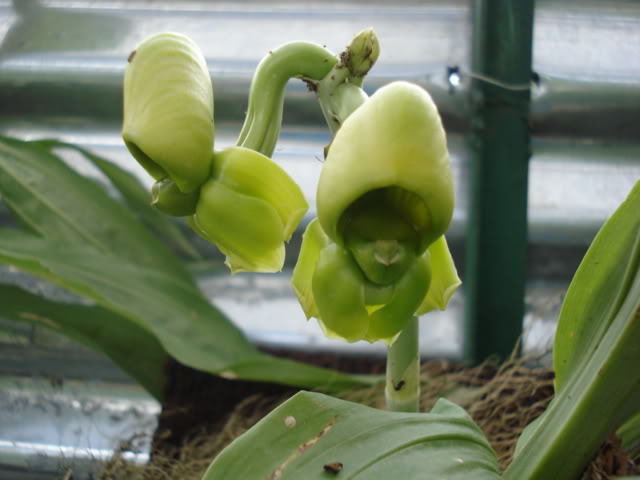 pimienta102.jpg