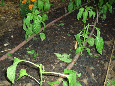 pimiento.jpg