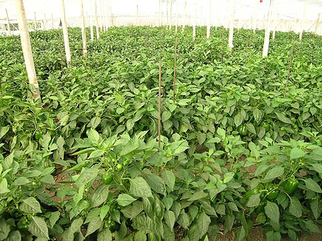 Pimiento.jpg