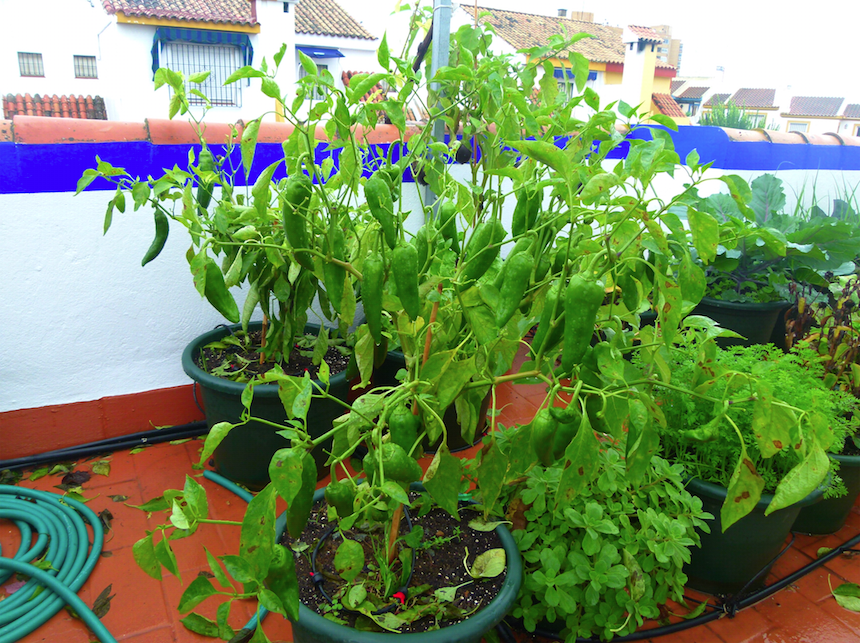 Pimiento.png