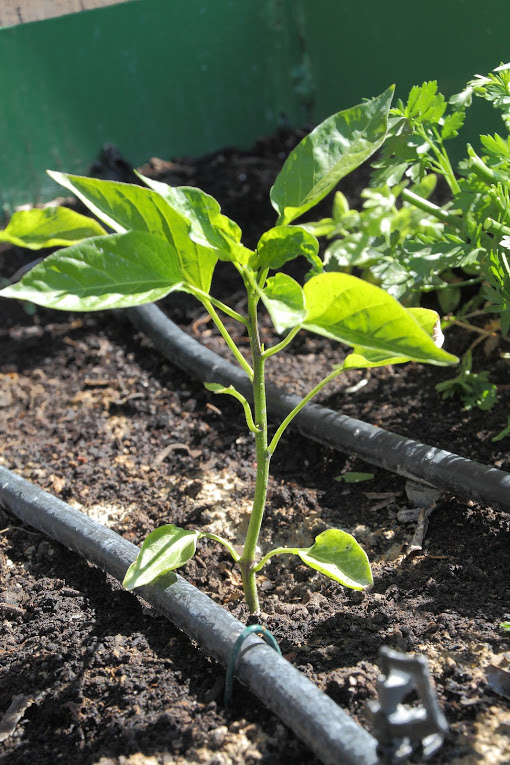 Pimiento_1.JPG