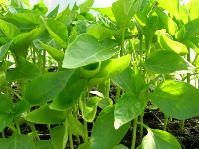 Pimientos.jpg