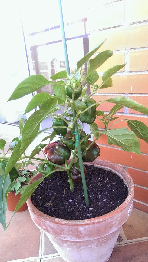 PIMIENTOS+ROJOS+%25282%2529.jpg