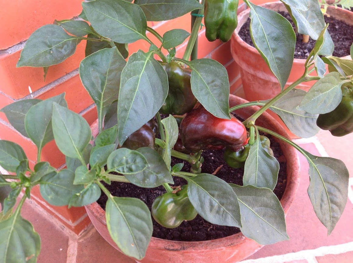 PIMIENTOS+ROJOS+%25284%2529.jpg