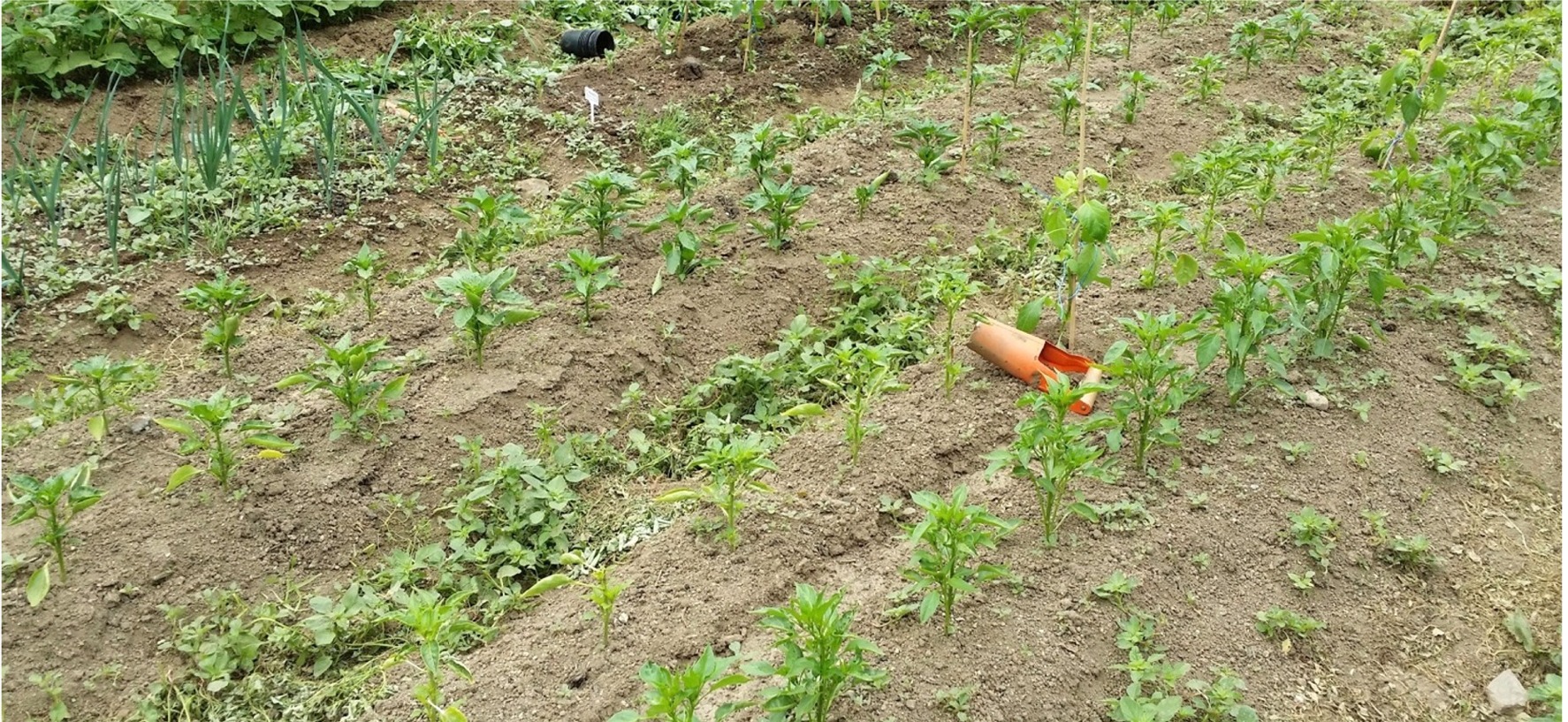 Pimientos01.jpg