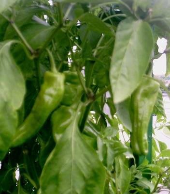 Pimientos_2-.JPG