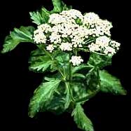 pimpinella-anisum.jpg