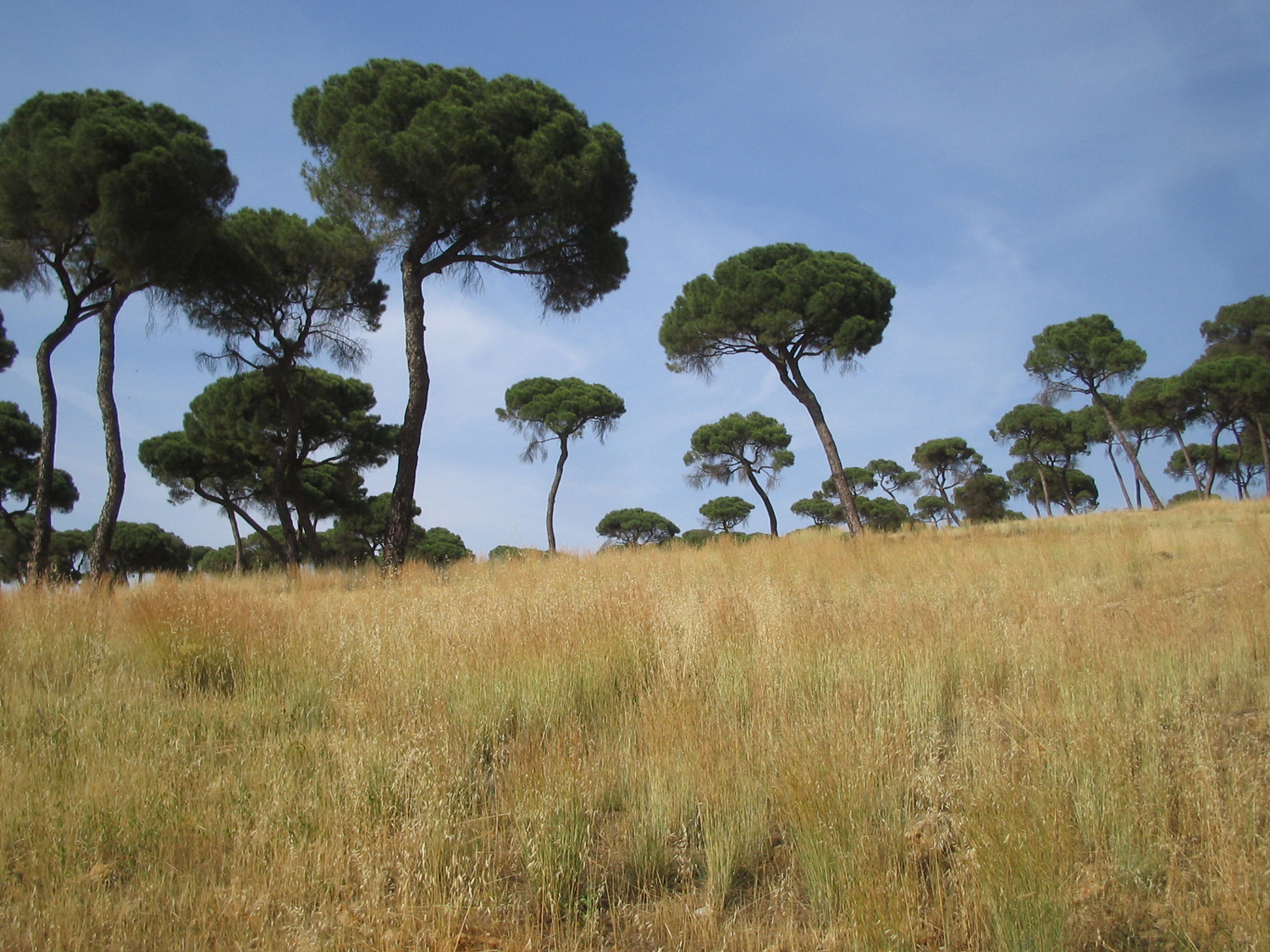 pinares_oromana_03_0.jpg