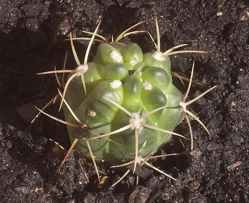 Pinchito.jpg