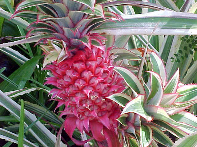 pineapple03.jpg