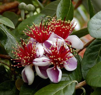 Pineapple_guava_bloom.jpg