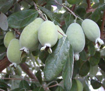 Pineapple_guava_fruit.jpg