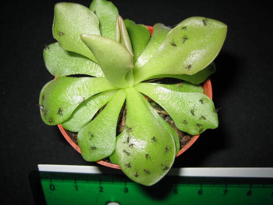 Pinguicula%20con%20mosquitos%20Red.JPG