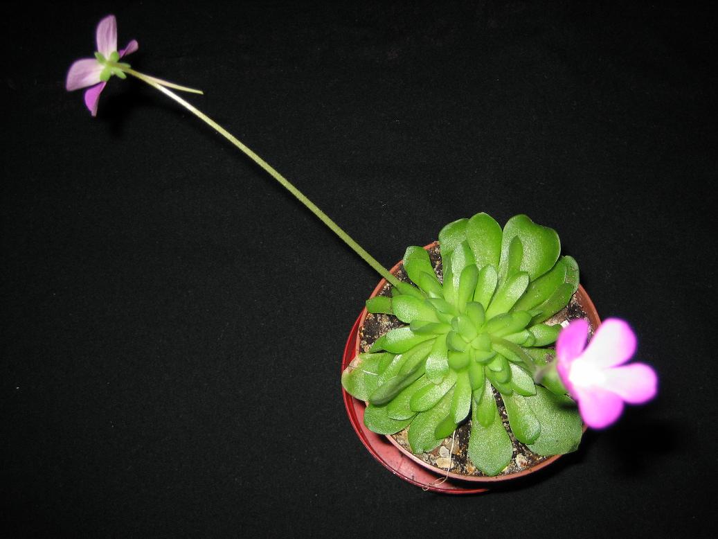 Pinguicula%20Reduc..JPG