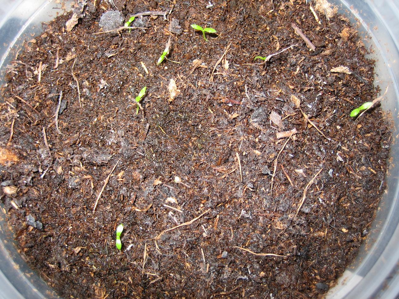 Pinguicula%20y%20todas%20nepenthes%20%20Reduc.004.JPG
