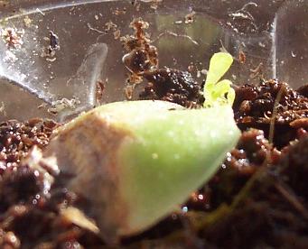 pinguicula.JPG