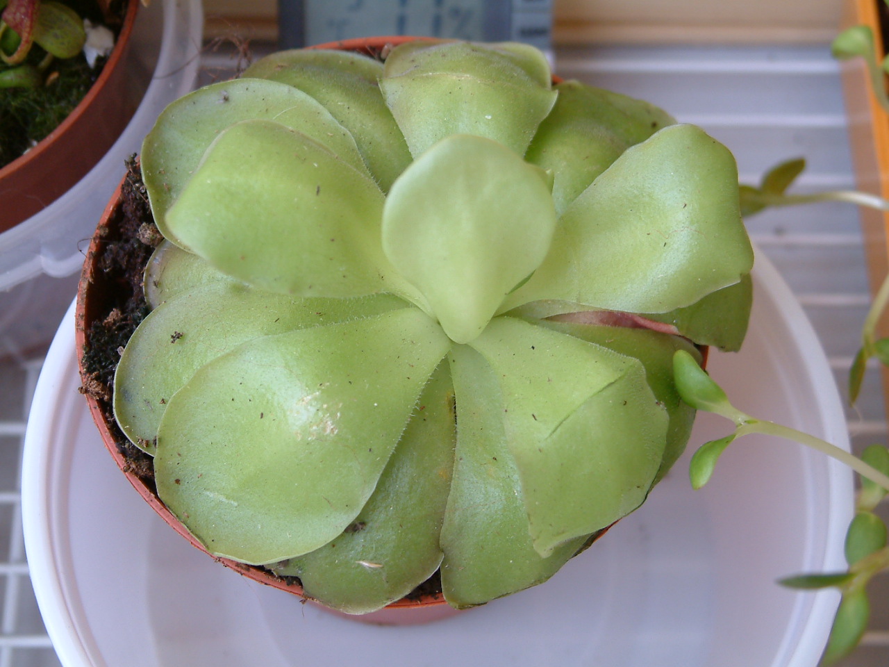 Pinguicula.JPG