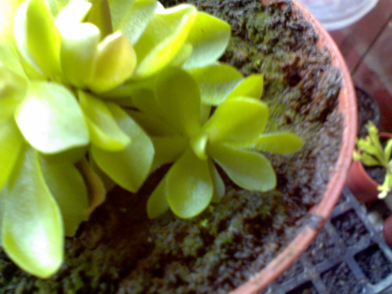 Pinguicula.jpg