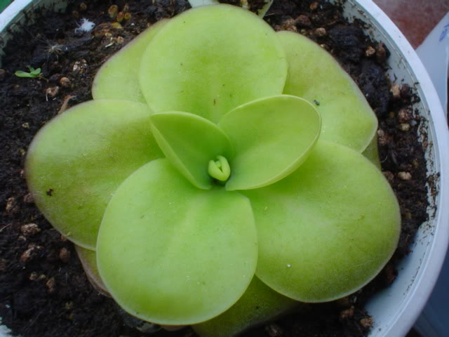 pinguicula.jpg