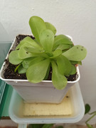 Pinguicula.jpg