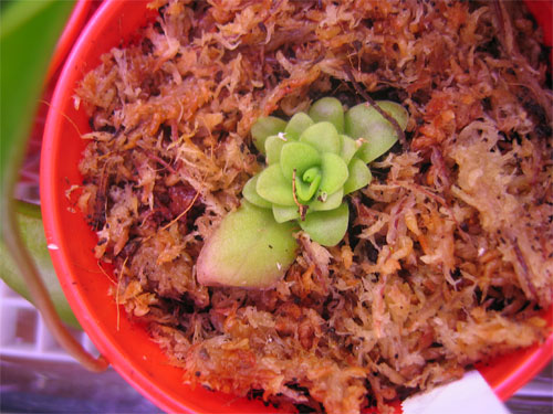 Pinguicula-moranensis%7E0.jpg