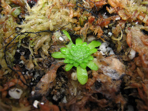 Pinguicula-moranensis.jpg