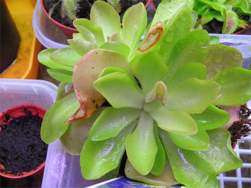 Pinguicula-weser.jpg