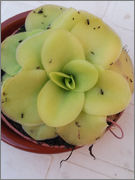 Pinguicula_x_tina_2.jpg