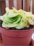 Pinguicula_x_tina_hijo_general.jpg