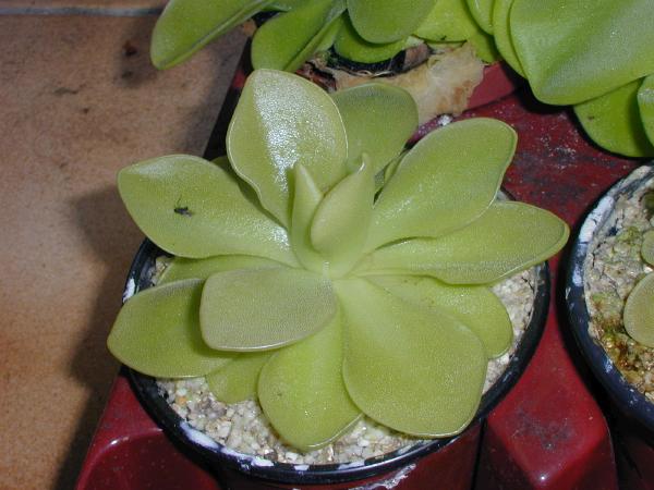 PINGUICULA_X_WESER_02.JPG