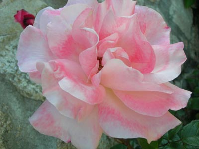 Pink%20Favourite%203.jpg