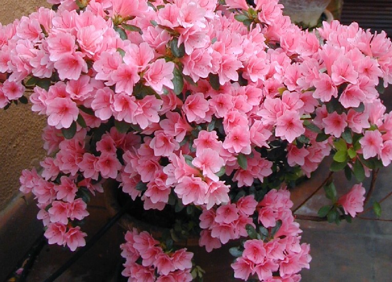 pink-Azalea.jpg