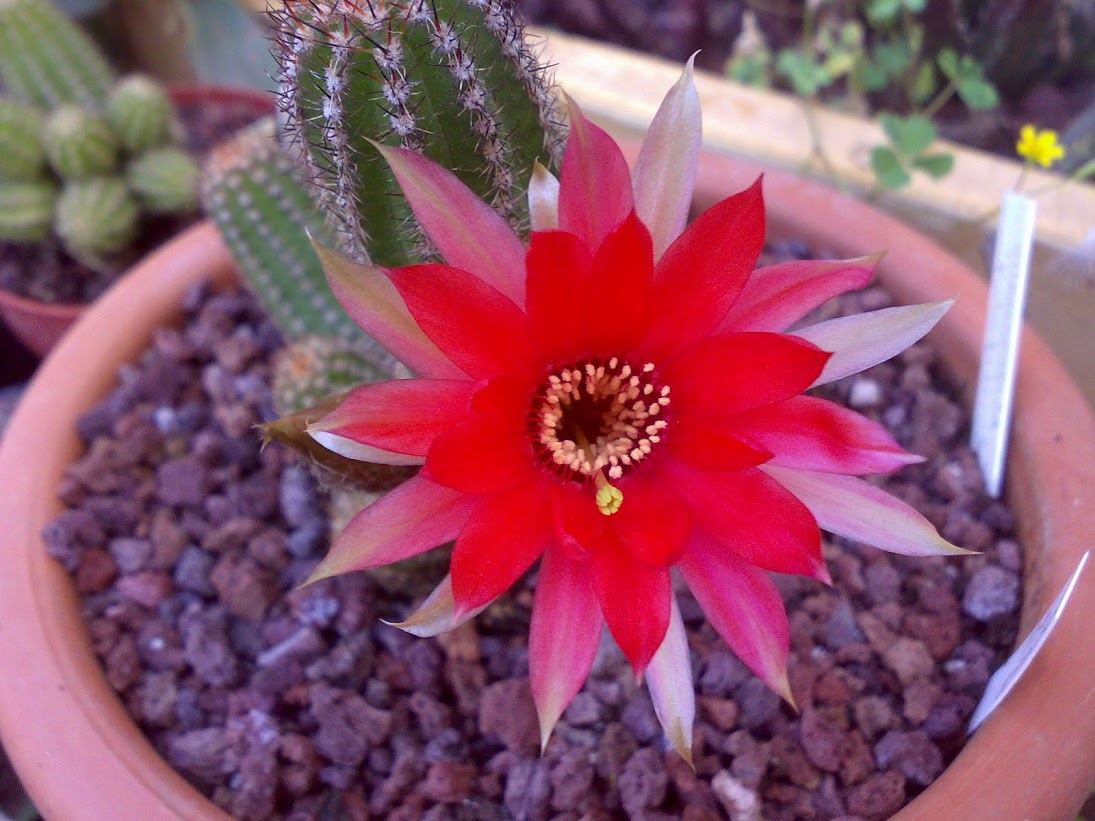 pink+bloomers.jpg