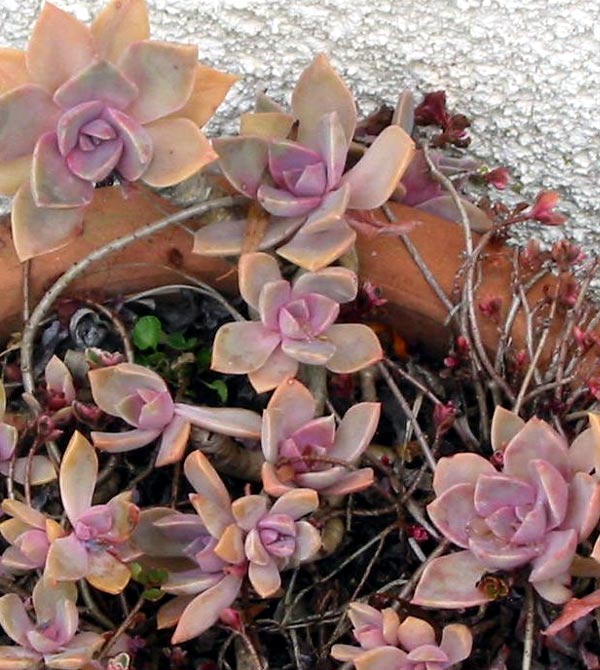 pink-succulent.jpg
