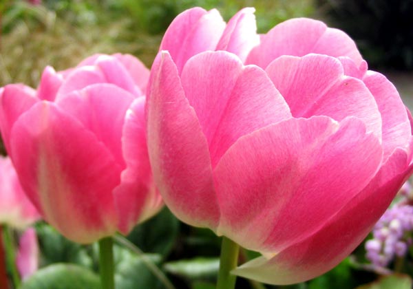 pink-tulip-flowers.jpg
