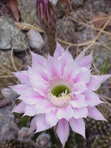 pink-with-bud.jpg