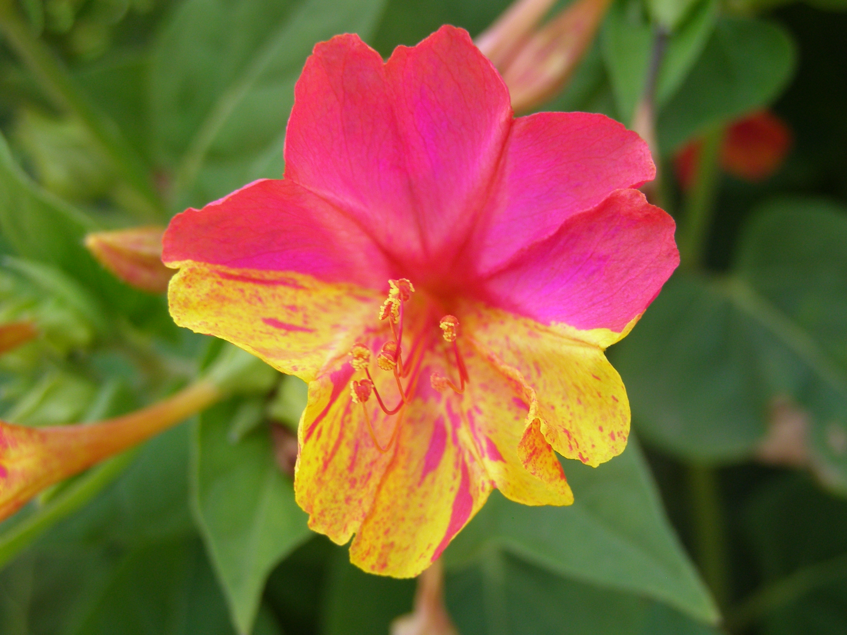 Pink_and_yellow_Mirabilis_jalapa.jpg