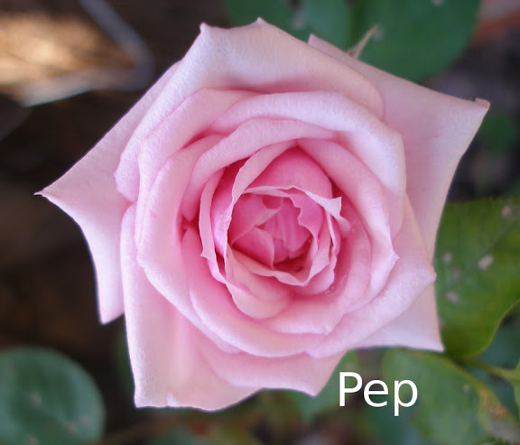 pinksoruprise1.jpg