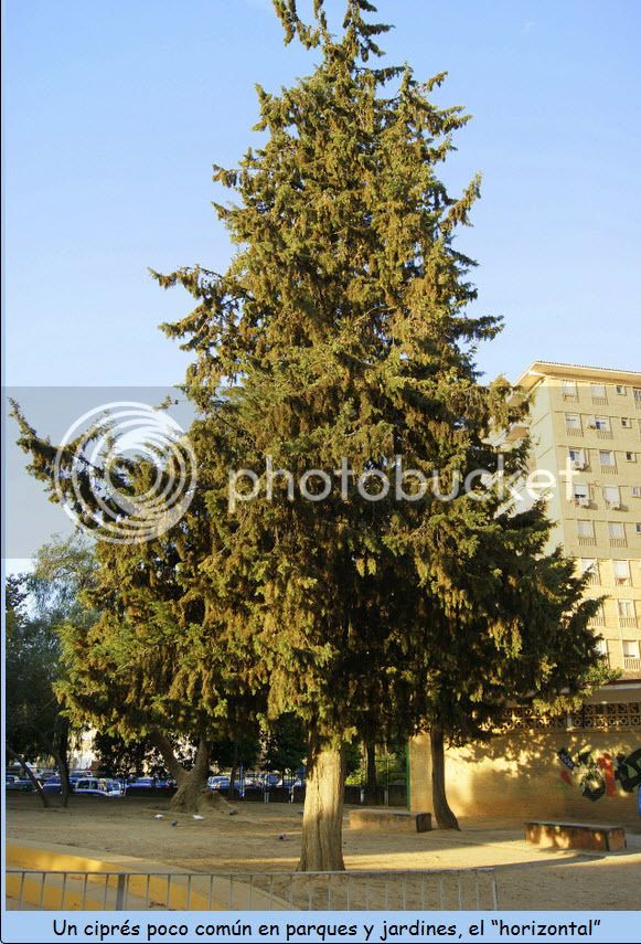 pino%20horizontal%20supuestamente%20lo%20es_zpszm4nu0zm.jpg