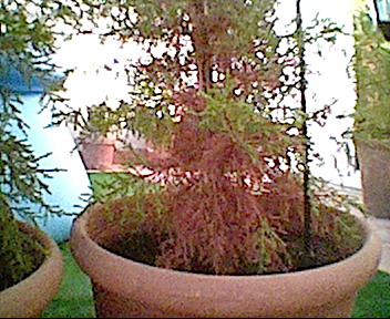Pino%20lim%F3n1%20(3).jpg