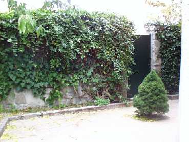 Pino%20y%20puerta.JPG