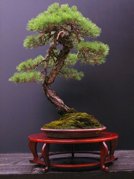pino-bonsai.jpg