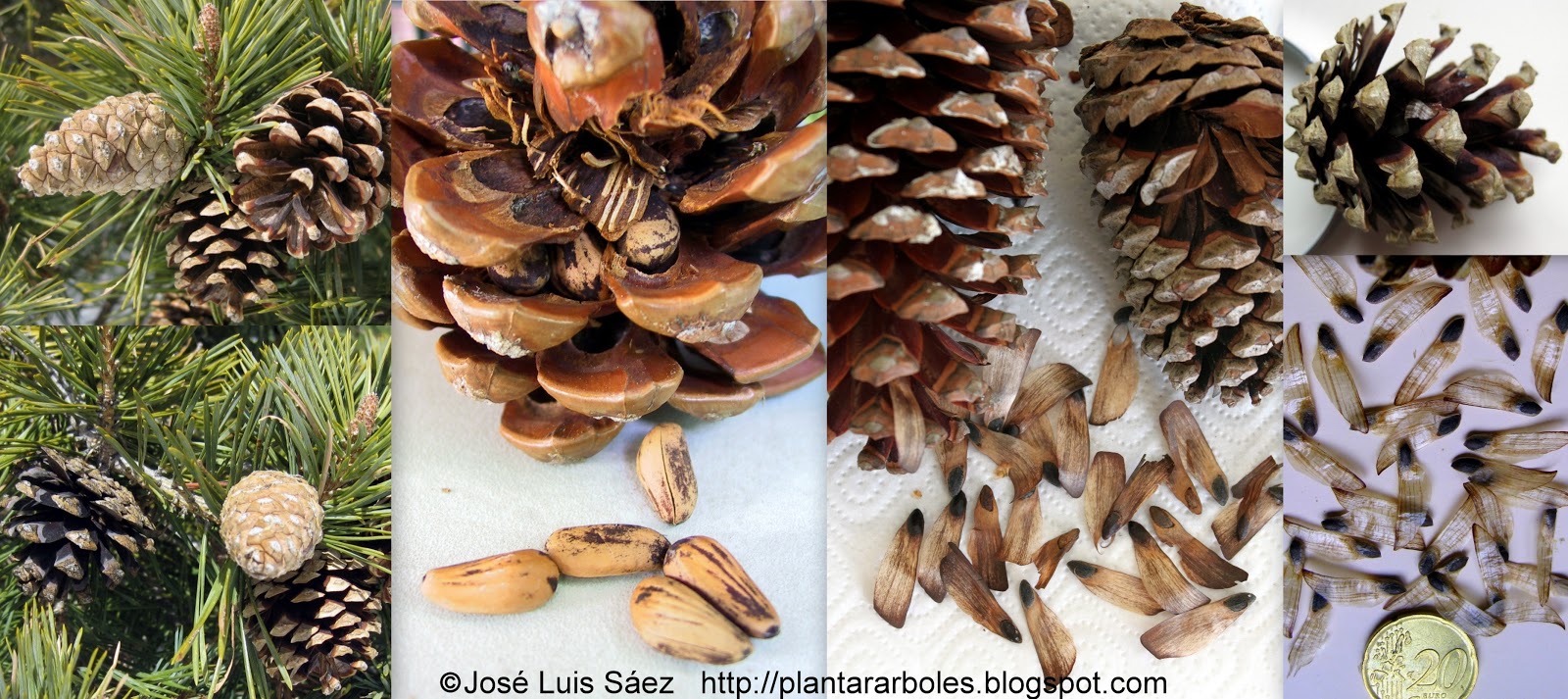 Pino+Pinus+Frutos+%2528pi%25C3%25B1as%2529+y+semillas+%2528pi%25C3%25B1ones%2529+Fruits+seeds.jpg