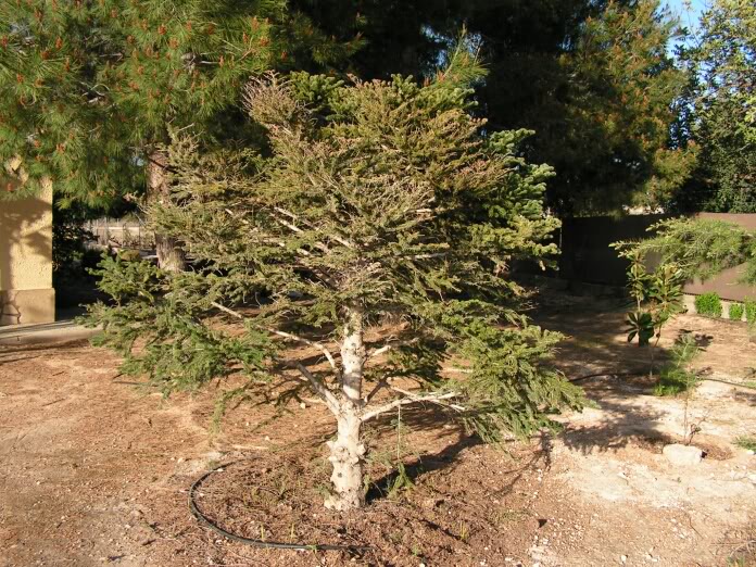 pinsapo.jpg