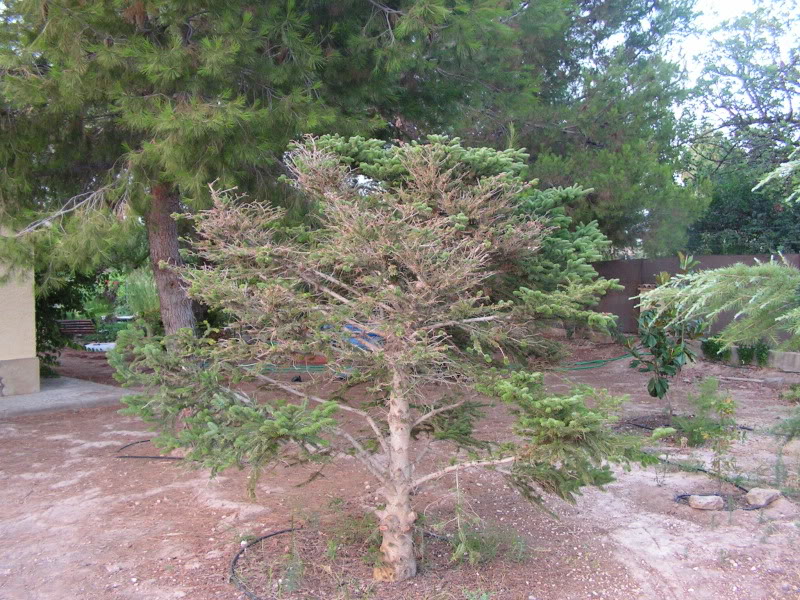 pinsapo14julio2009.jpg