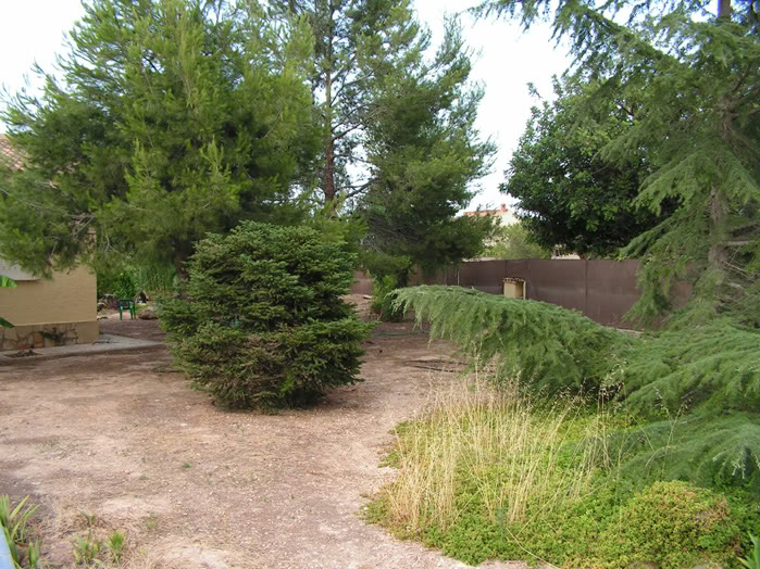 pinsapo27junio2007.jpg