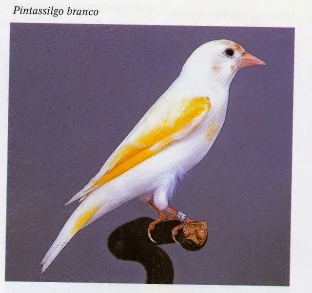 pintassilgobranco.jpg