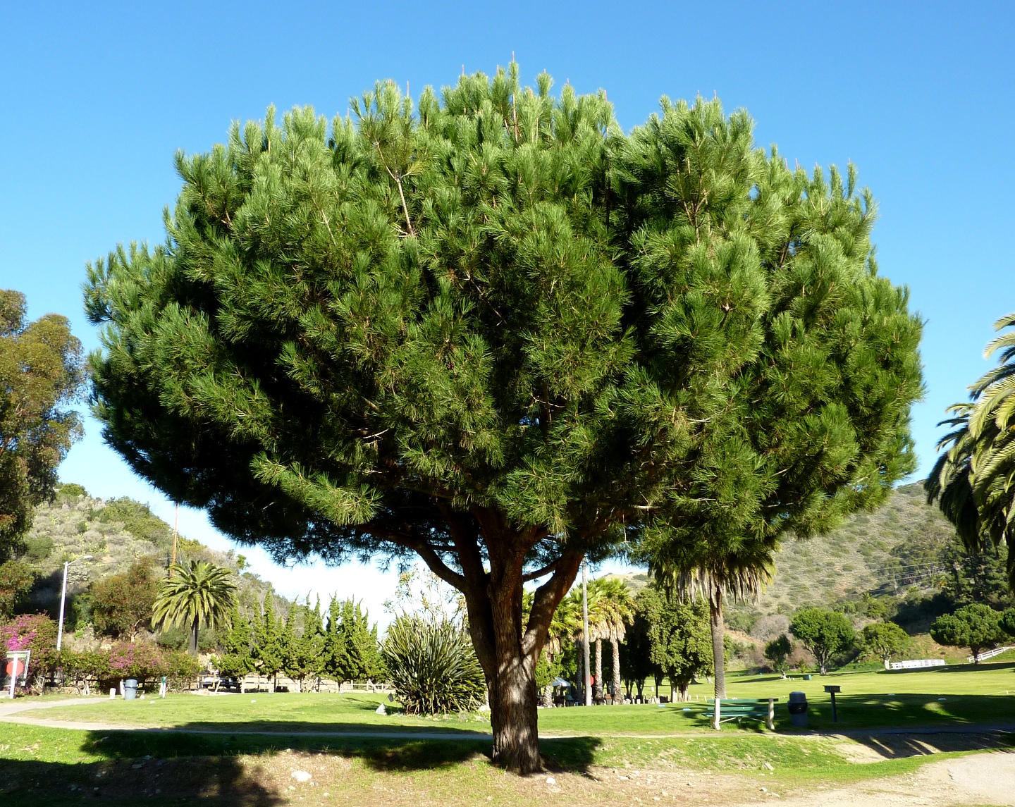 Pinus%20pinea.JPG