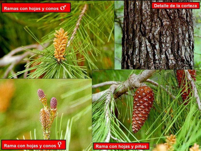 Pinus halepensis 3.jpg