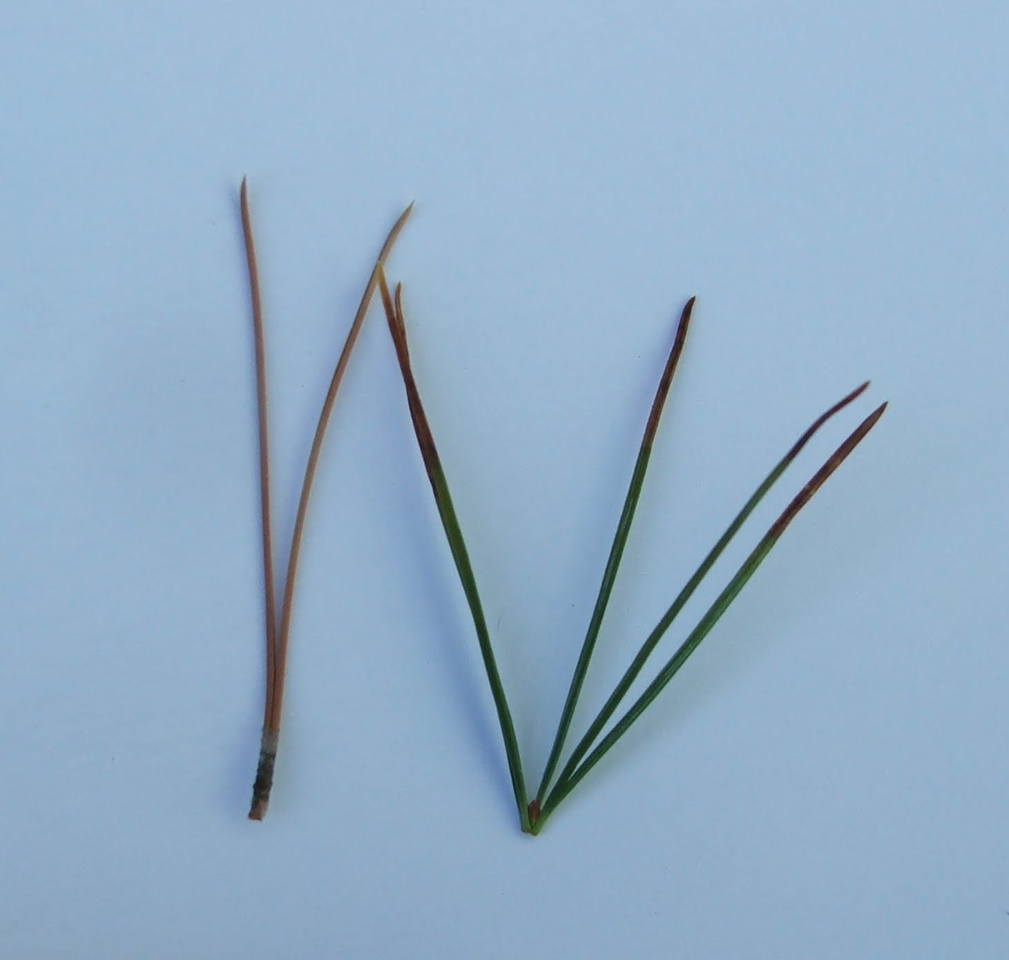 pinus.JPG